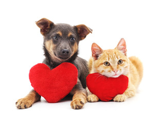 Cat and dog with red hearts.