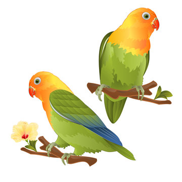 Parrots lovebird Agapornis tropical bird  standing on a branch on a white background vector illustration editable hand draw