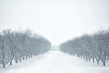 Photograph of a rows of trees in a pecan orchard covered with snow