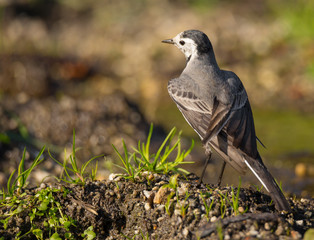 Motacilla alba (Alveola Branca) close-up portrait near a puddle, Povoa de Lanhoso, Portugal.