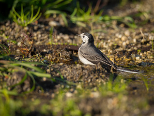 Motacilla alba (Alveola Branca) close-up portrait near a puddle, Povoa de Lanhoso, Portugal.