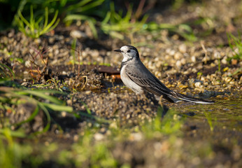 Motacilla alba (Alveola Branca) close-up portrait near a puddle, Povoa de Lanhoso, Portugal.