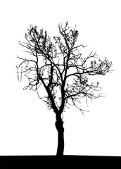 Tree Silhouette Isolated on White Backgorund. Vecrtor Illustration.