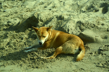 Strassenhund am Strand