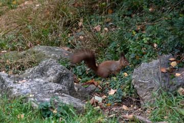 Eichhörnchen am Boden