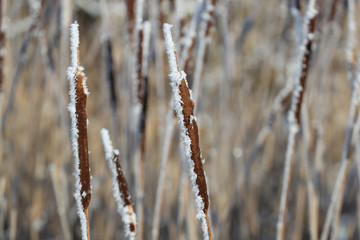 Close-up of reeds covering with snow