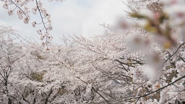 Somei yoshino sakura at park in spring season.