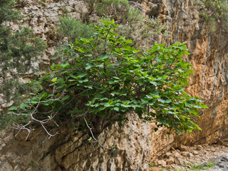 Small tree on a vertical cliff at Imbros gorge near Chora Sfakion, island of Crete, Greece
