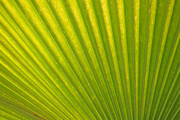 Close up of palm tree leaves.