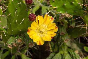 Yellow flower of cactus growing in a garden on the island of Corsica, France