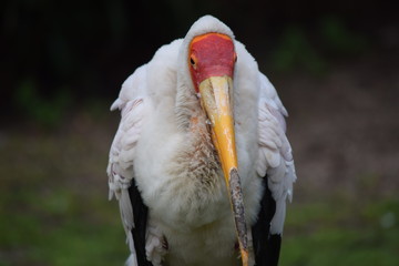 Vogel