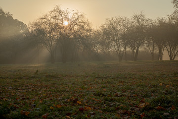 Obraz na płótnie Canvas Forest in morning fog