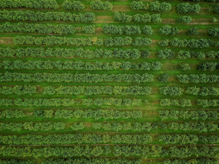 Aerial view of field of growing apple trees