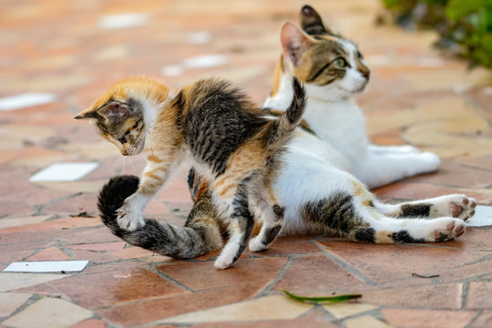 Young tortoieshell calico kitten cat pouncing on tail on female adult cat