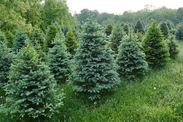 Christmas tree farm