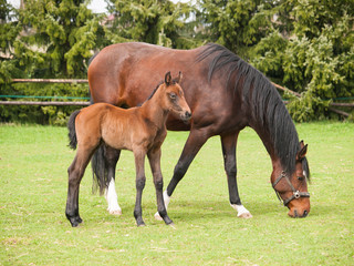 Fototapeta na wymiar Potrait of one day old foal and mare on the pasture