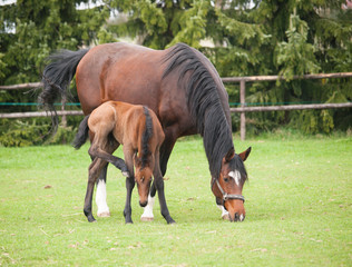 Portrait of mare and foal of sport horse on meadow