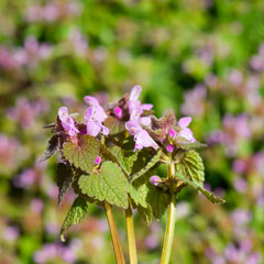 Lamium purpureum blooming in the garden.