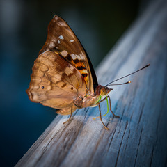 Papillon