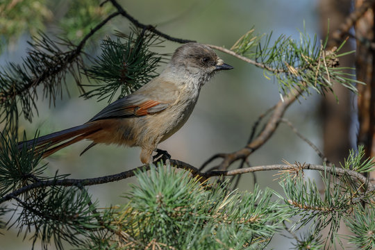 Siberian Jay