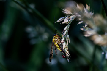 Skorpionsfliege