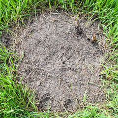 Ordinary ants on an anthill