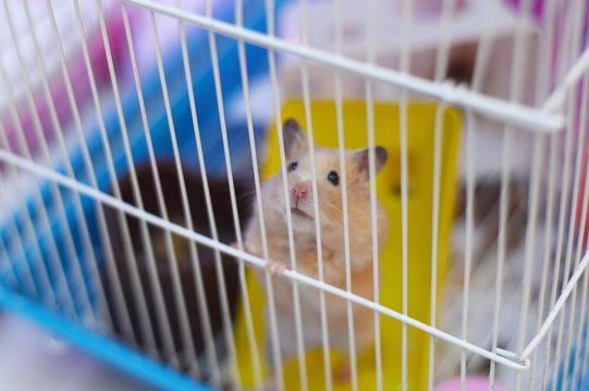 A hamster sits in a cage