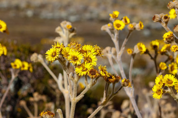 frailejon en paramo de  cordillera de los andes