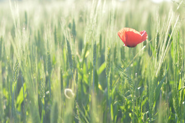 Poppy in the wheat field