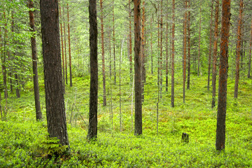 Fototapeta na wymiar Green leafy forest, Sweden.