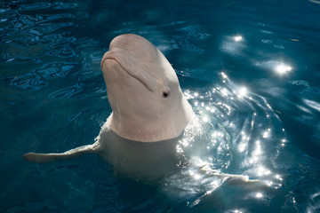 Portrait of beluga in the pool during sunny day