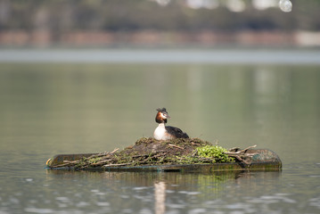 An australasian crested grebe sitting on its nest on an artificial raft on Lake Te Anau, Southland, New Zealand. - obrazy, fototapety, plakaty