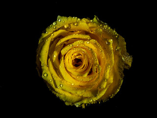 A yellow rose with rain drops