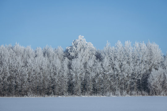 Trees in the snow on a sunny frosty day. Winter forest. Russian landscape