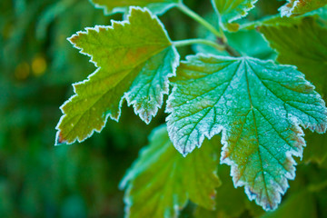 Волшебство природы 