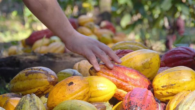 A Guy Picking From a Pile of Cacao Fruits On a Farm - Closeup 