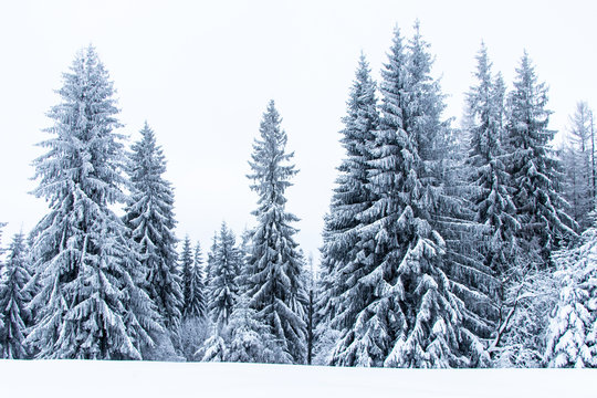 Alberi coperti dalla neve