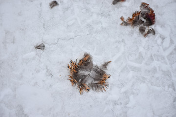 Hunting season, bird hunting. Pheasant feathers on the snow while hunting.