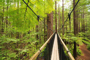 Treewalk through Forest of Tree Ferns and Giant Redwoods in Whakarewarewa Forest near Rotorua, New Zealand - obrazy, fototapety, plakaty