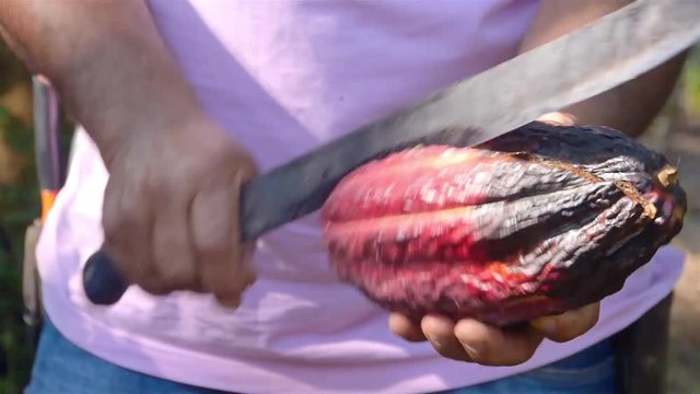 Farmer Cutting a fresh Cacao Fruit with a Knife - Closeup 