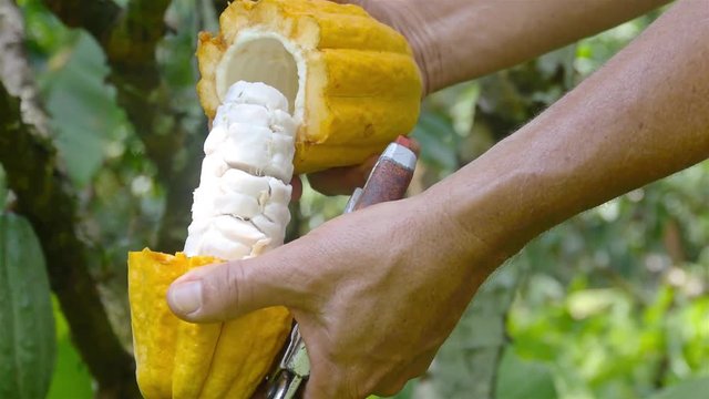 Farmer Opening a Yellow Cacao Fruit - Closeup 