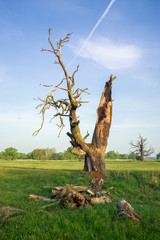 Stary Dąb z Rogalina © Piotr Szpakowski