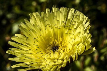 Urospermum Dalechampii Boccione Maggiore Macro Photography Close-up Close-up
