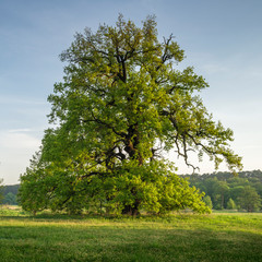 Stary Dąb z Rogalina © Piotr Szpakowski