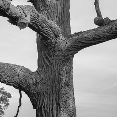 Stary Dąb z Rogalina © Piotr Szpakowski