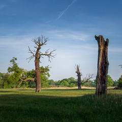 Dęby Rogalińskie © Piotr Szpakowski