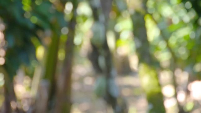 Shadows on a Cacao Tree in a Farm 