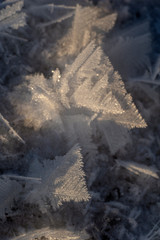 ледяные цветы