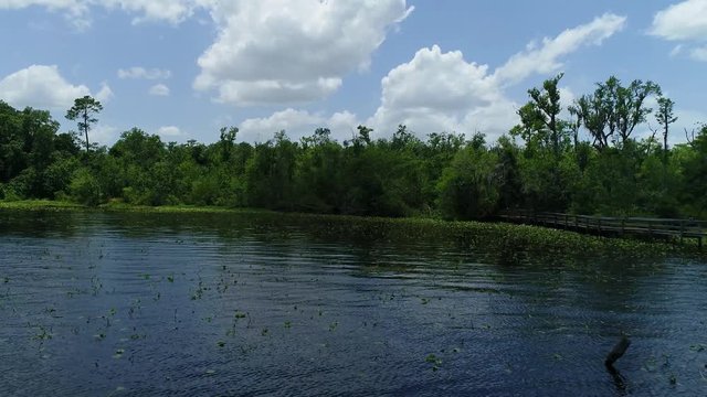 River; floating/cruising/hovering along the shoreline over the lilypads. Past a dock.