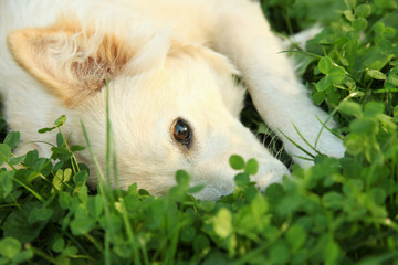 Sad white dog lies with his nose buried in a green clover